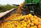 Preços Da Laranja De Mesa Têm Queda Gradual No Final De Outubro Devido Ao Ritmo De Vendas Reduzido 4 2025 word2