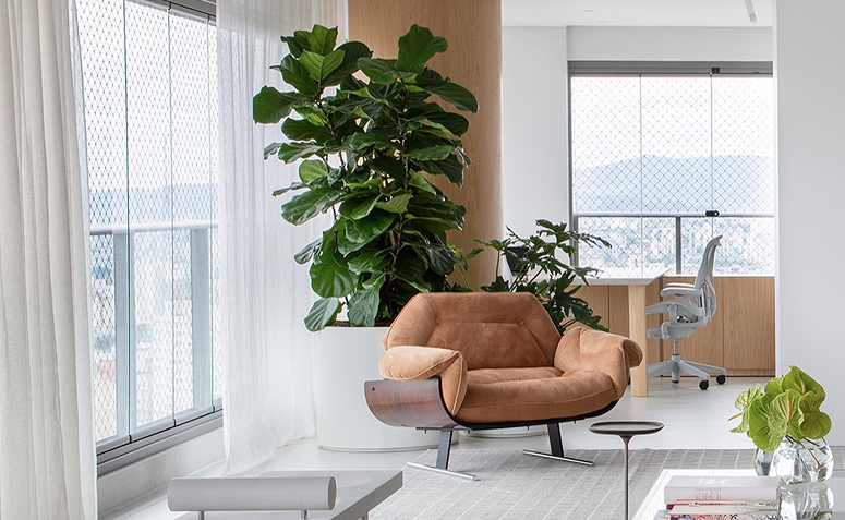 Vaso com ficus lyrata grande na decoração da sala