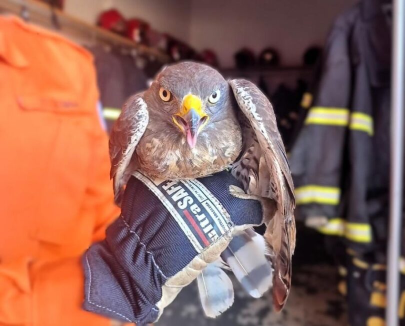 Bombeiros Resgatam Gavião-Carijó Ferido Em Campo Verde: Ação Heróica Salva Ave! 1 2025 word2