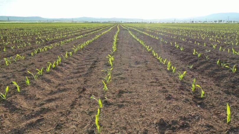 Semeadura De Soja Em Mato Grosso: Mais De 76% Concluída Na Janela Ideal De Plantio 1 2025 word2