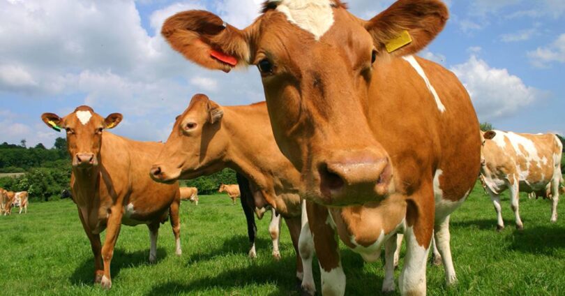 Estratégias Para Redução De Metano Na Pecuária Brasileira: Estudos Apontam Novas Soluções Para Recorde De Emissões 1 2025 word3