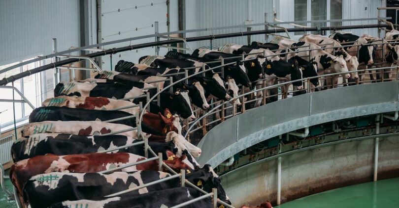 Humanos E Animais Domésticos Superam Peso Total Da Fauna Selvagem Em Cinco Vezes 1 2025 word1