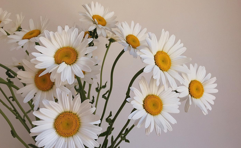 arranjo com margaridas, flor muito popular que simbolizam novos começos e sentimentos genuínos.