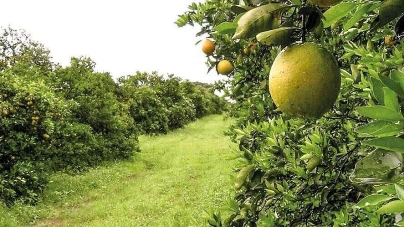 Expansão Da Produção De Cana-De-Açúcar E Laranja: Novas Regiões Em Destaque 1 2025 word1
