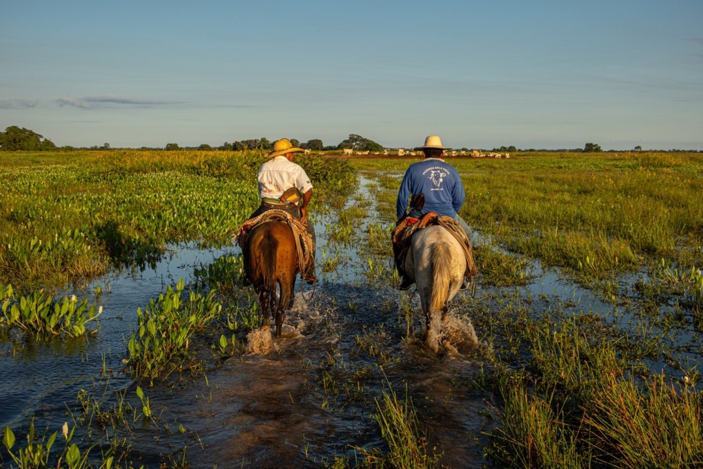 Setor Produtivo De Mato Grosso Destaca Projetos Sustentáveis E Inovadores Na Cop30 2 pecuária pantanal Fazenda Pantaneira Sustentável COP 30 foto: Assessoria Famato