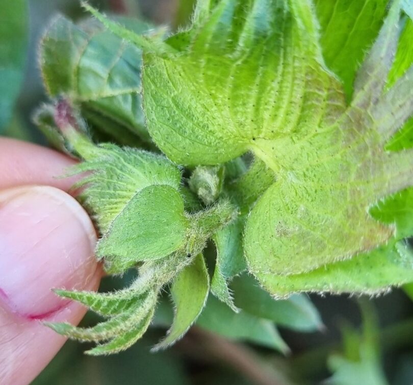 Como Identificar E Evitar Prejuízos Irreversíveis Por Lagartas Na Soja De Mato Grosso 1 2025 word3