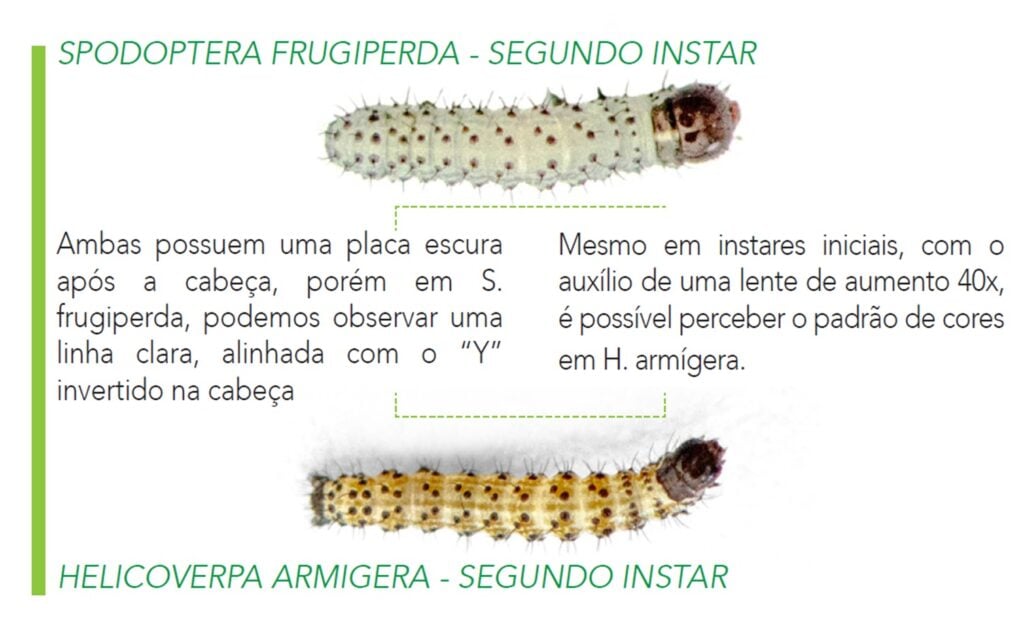 Ilustracao-Lagartas-Spodoptera-Frugiperda-E-Helicoverpa-Armigera-Ambas-Segundo-Instar-1024X634-1 Ilustração lagartas Spodoptera Frugiperda e Helicoverpa Armigera (ambas segundo instar)
