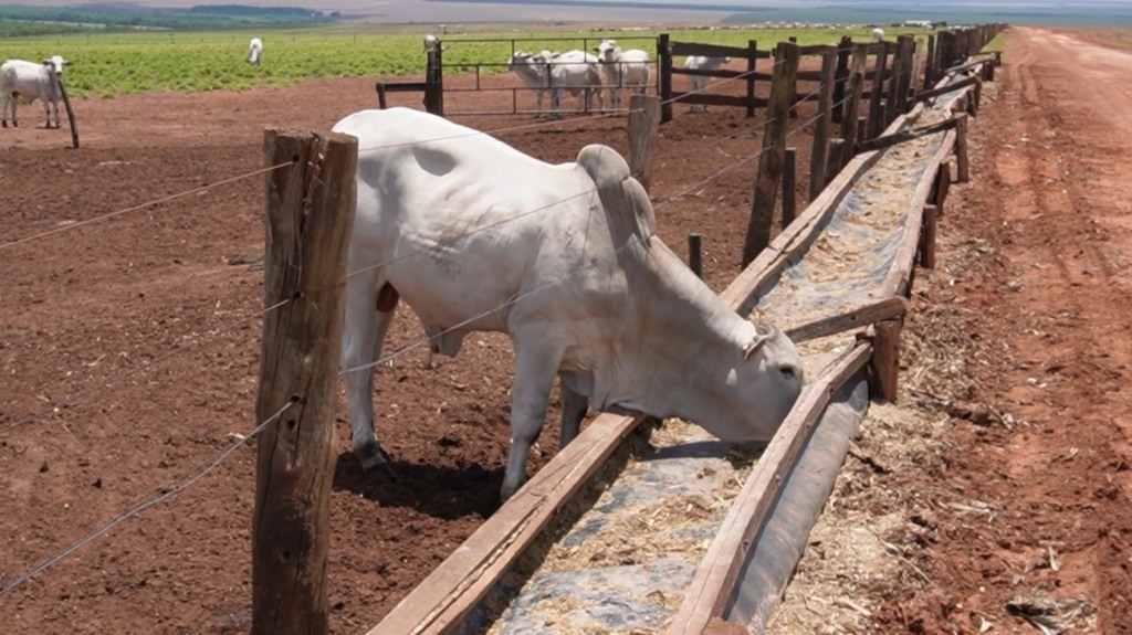 Produção Agrícola Em Jaciara Enfrenta Desafios Com Soja, Algodão E Arroz Para Ração Bovina 2 arroz vira ração para gado diante da desvalorização em jaciara foto pedro silvestre canal rural mato grosso