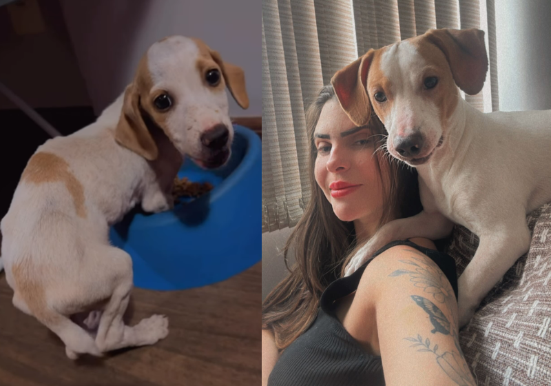 Mulher Adota Cachorro Magro Da Rua, Transforma-O Com Amor E Cuidados 1 2025 word1