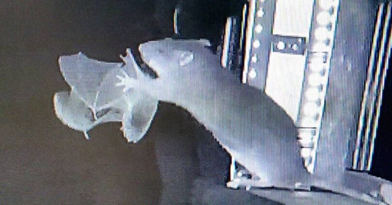 Vídeo Impressionante Mostra Ratazanas Caçando Morcegos Voadores 1 2025 word1