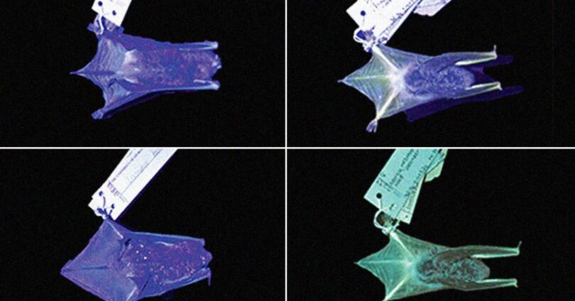 Descoberta: Seis Espécies De Morcegos Que Brilham Sob Luz Ultravioleta 1 2025 word2