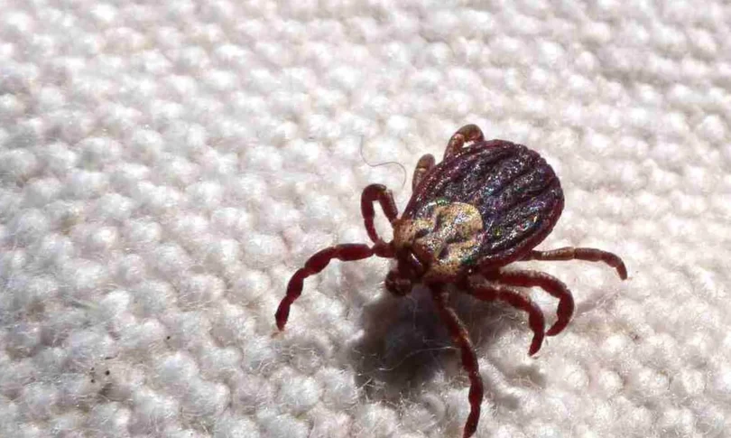 Febre Maculosa: Duas Mortes Confirmadas Em Leme, São Paulo 1 2025 word2