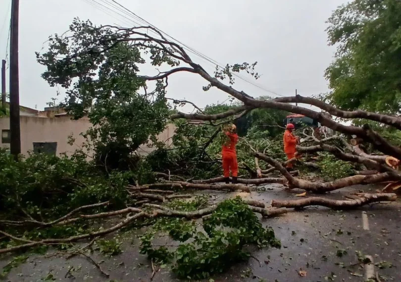 Temporal Em Sinop: Bombeiros Registram Três Quedas De Árvores - Saiba Mais! 1 2025 word3