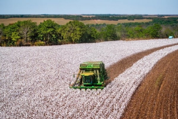 Assembleia Legislativa De Mt Aprova Prorrogação De Incentivo Fiscal Para Plantio De Algodão 1 2025 word3
