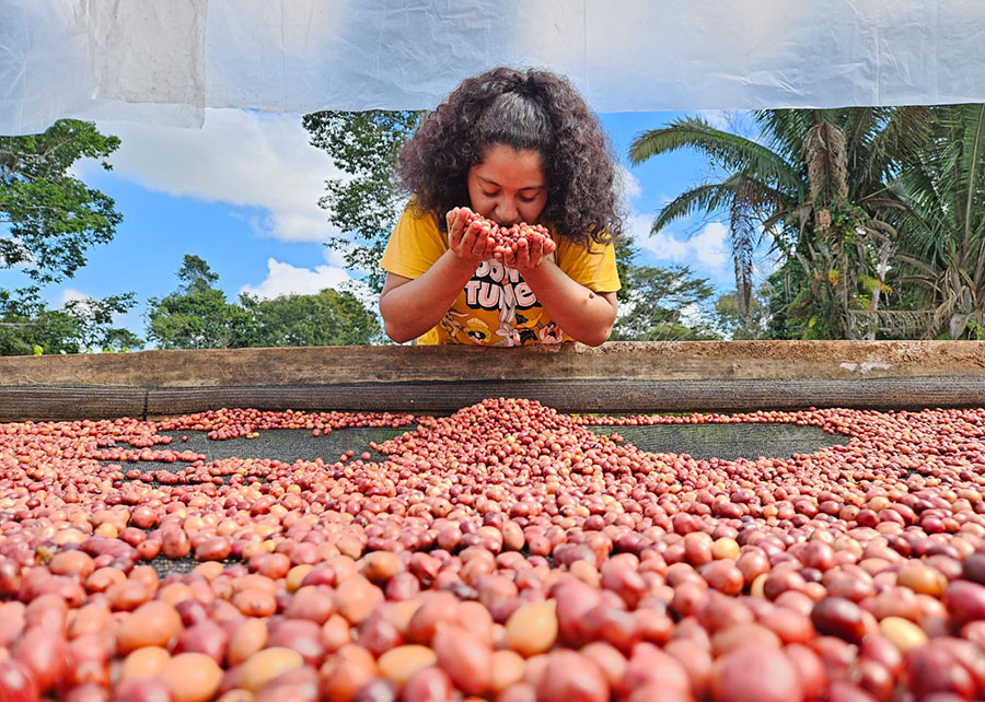 251104_Biscoitofarinhacascacafe_Enrique-Alves_Robusta-Amazonico-E-Menina 2025 word1