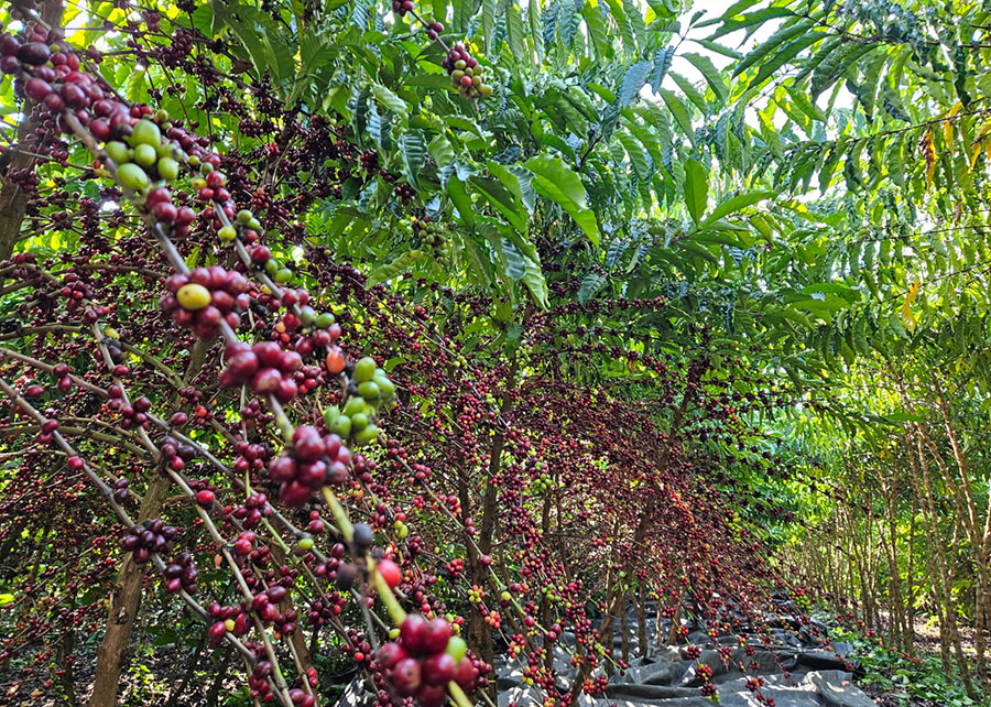 251104_Biscoitofarinhacascacafe_Enrique-Alves_Robusta-Amazonico 2025 word1