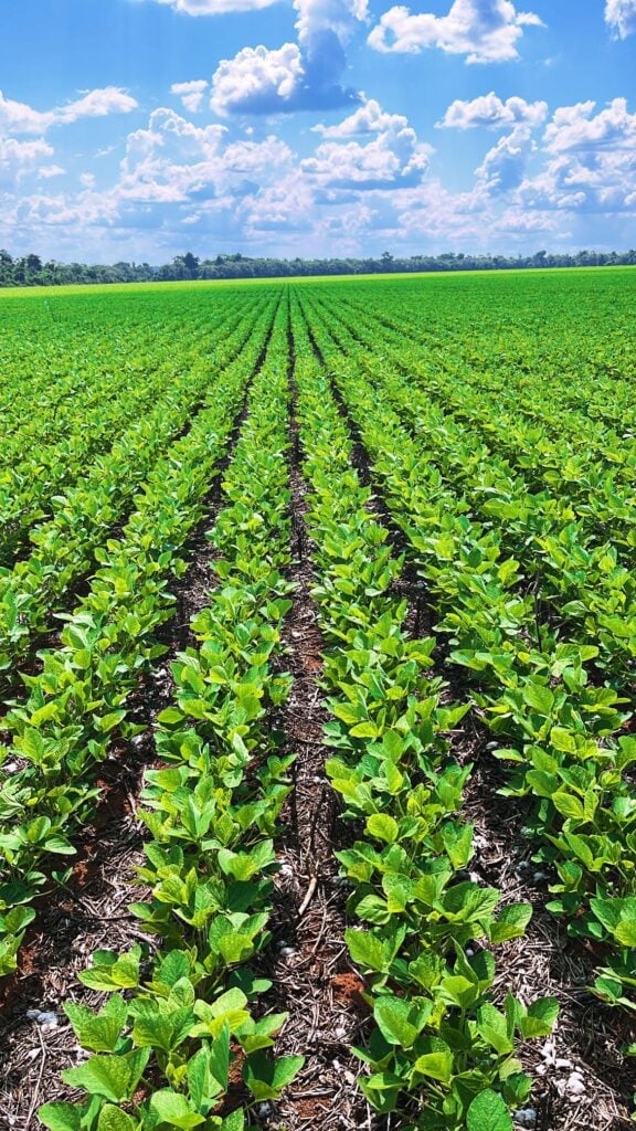 Produtores Rurais De Mato Grosso Recebem Reconhecimento Internacional Por Produção De Soja Sustentável 1 2025 word2
