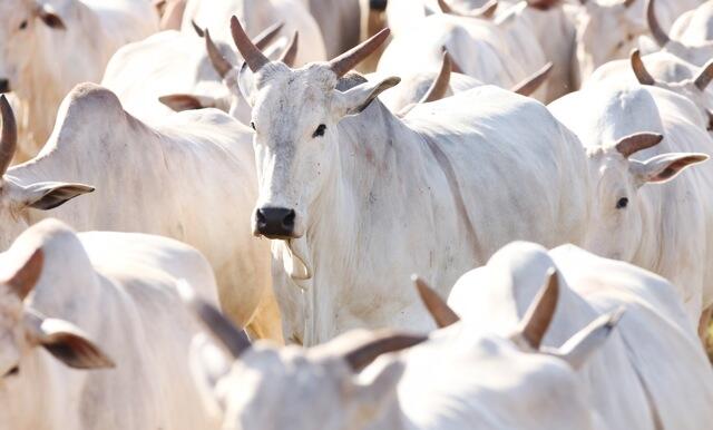 Aumento Significativo: Preços Do Bezerro E Da Vaca Superam Valor Do Boi Gordo, Revela Cepea 1 2025 word2