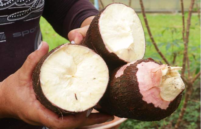 Cultivos Mais Nutritivos E Resistentes Em Destaque Na Cop30: Biofortificação Em Foco 1 2025 word3