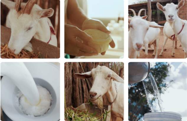 Guia Em Vídeo Da Embrapa Para Produtores Do Semiárido: Caprinocultura Leiteira Simplificada 1 2025 word3