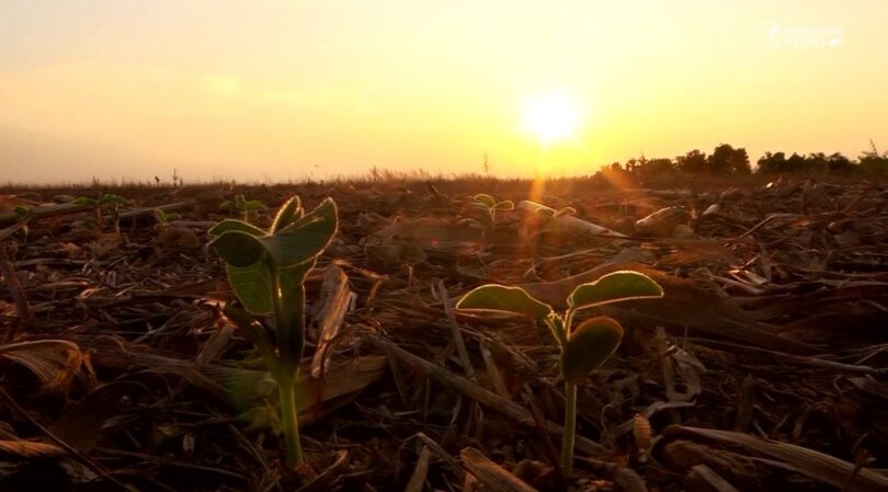 Soja Em Paranatinga: A Batalha Entre O Sol E A Esperança 1 2025 word1