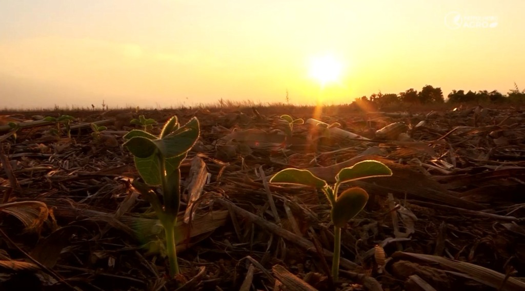 Soja-Calor-Paranatinga-Foto-Pedro-Silvestre-Canal-Rural-Mato-Grosso-1-1024X568-1 Soja calor paranatinga foto pedro silvestre canal rural mato grosso 1