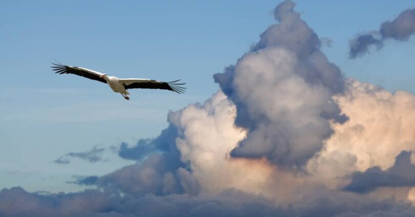 Descubra Como As Aves Respiram Em Altitudes Elevadas 1 2025 word3