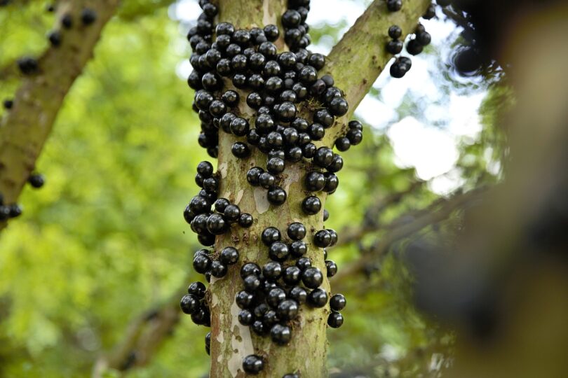 Festival De Juscimeira Oferece Comer Jabuticaba À Vontade Por Apenas R$ 20: Saiba Mais! 1 2025 word2
