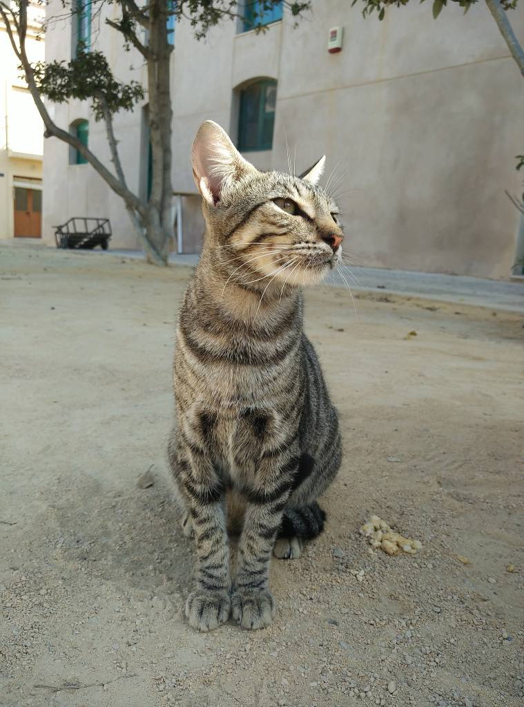 Tabarca, Espanha Tabarca, Espanha