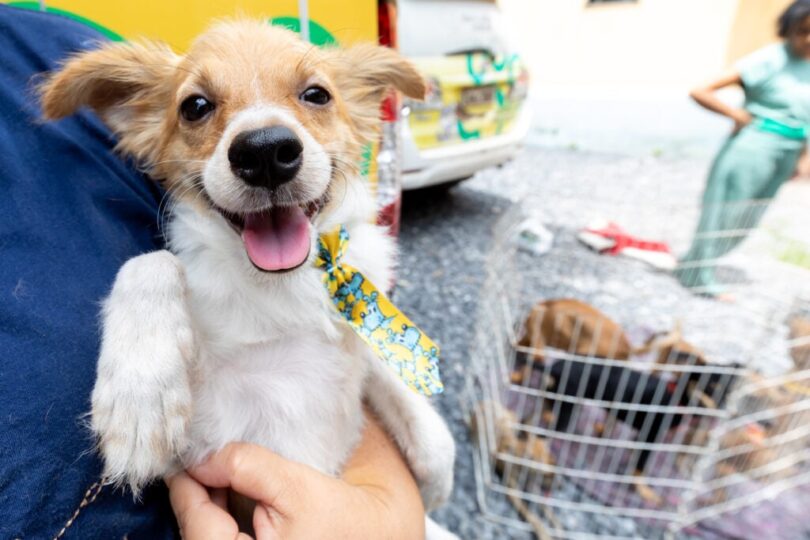 Cuiabá Economiza 50% E Amplia Atendimentos Veterinários De Urgência Sob Nova Gestão: Saiba Mais 1 2025 word1
