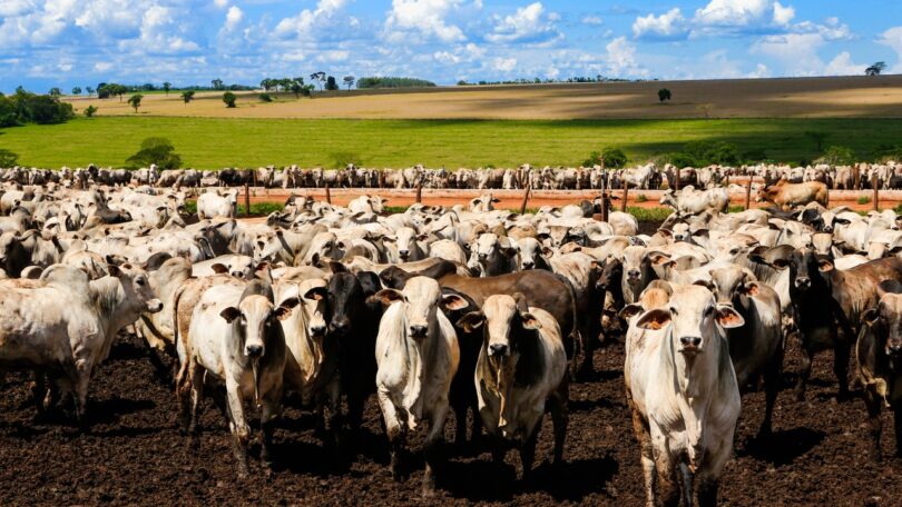 Tarifaço Revela Menor Dependência Do Brasil Em Relação Aos Eua Em Setor Específico 1 2025 word2