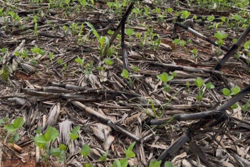 Aprosoja Alerta Ministério Da Agricultura Sobre Crise Hídrica E Pede Revisão Nas Estimativas Da Safra 2025/26: Impactos E Soluções 1 2025 word2