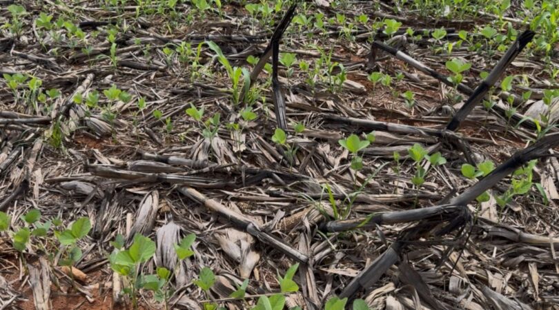 Aprosoja Mt Alerta Ministério Da Agricultura Sobre Crise Hídrica E Riscos Na Safra 2025/26 Em Mato Grosso 1 2025 word3