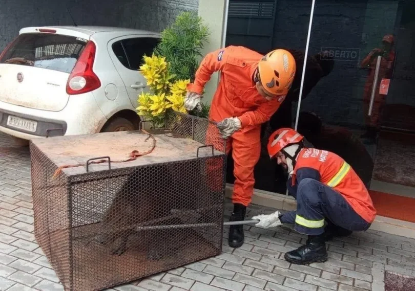 Bombeiros Salvam Capivara Em Avenida De Confresa: Clique Para Ver O Emocionante Resgate! 1 2025 word2