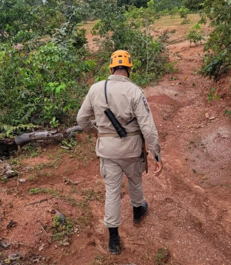 Motorista Atropela Capivara Em Cuiabá E Foge: O Que Diz A Lei Sobre Acidentes Com Animais? 1 2025 word1