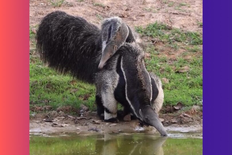 Tamanduá É Flagrado Bebendo Água Com Filhote Nas Costas No Pantanal: Momento Incrível Da Natureza Capturado Em Vídeo 1 2025 word3