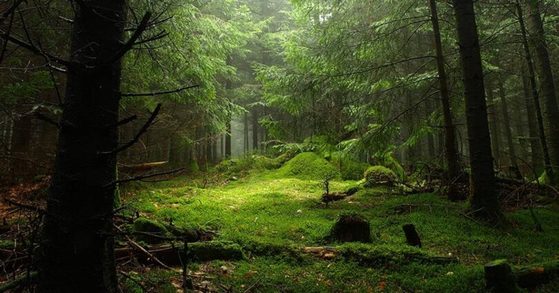 Estudo Aponta Que Tfff Pode Reduzir Drasticamente A Emissão De 4,6 Trilhões De Toneladas De Co2 1 2025 word1