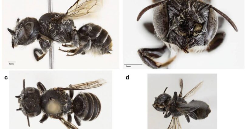 Cientistas Identificam Nova Espécie De Abelha Lúcifer Com Chifres Impressionantes 1 2025 word2
