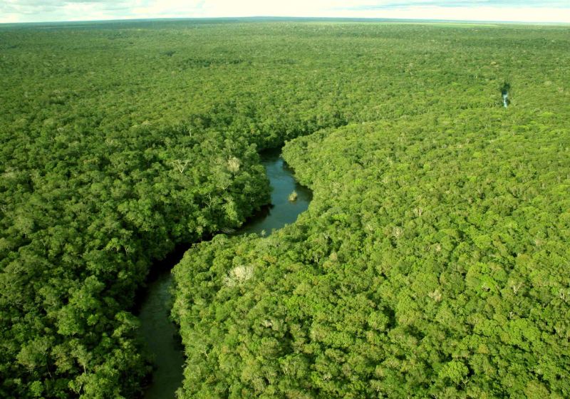 Google Firma Parceria Histórica Para Reflorestar Amazônia Com Startup Brasileira 1 2025 word1