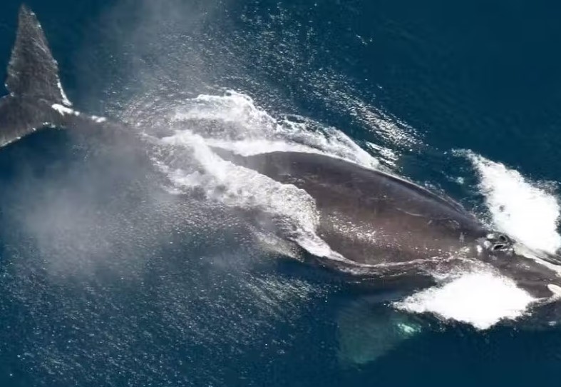 População De Baleias Ameaçadas De Extinção Apresenta Crescimento, Aponta Pesquisadores 1 2025 word1