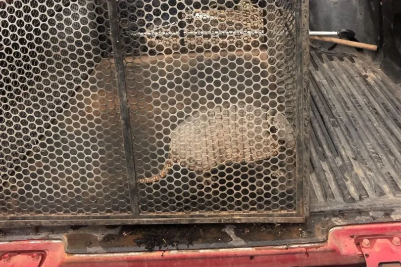 Bombeiros Resgatam Tatu-Galinha Perdido Em Confresa: Veja O Emocionante Salvamento Em Área Urbana 1 2025 word2