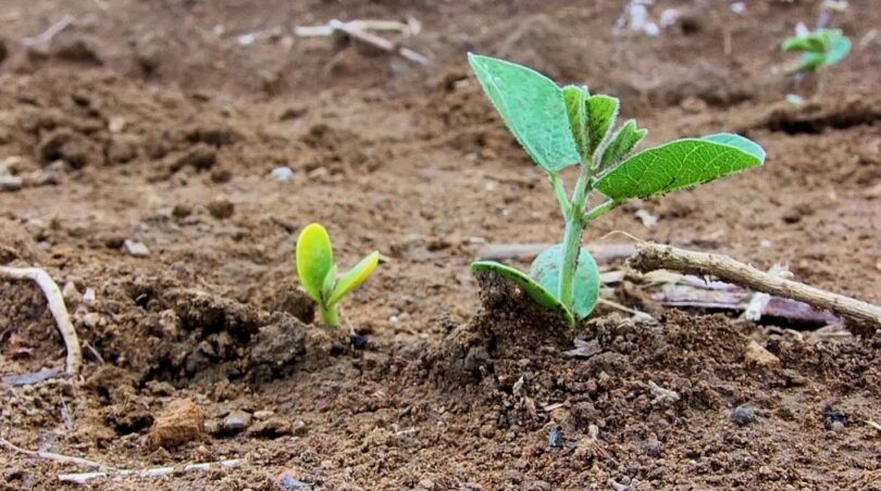 Como Otimização Para Seo, Sugiro O Seguinte Título: Estiagem Impacta Rentabilidade De Produtores No Médio-Norte De Mato Grosso 1 2025 word3