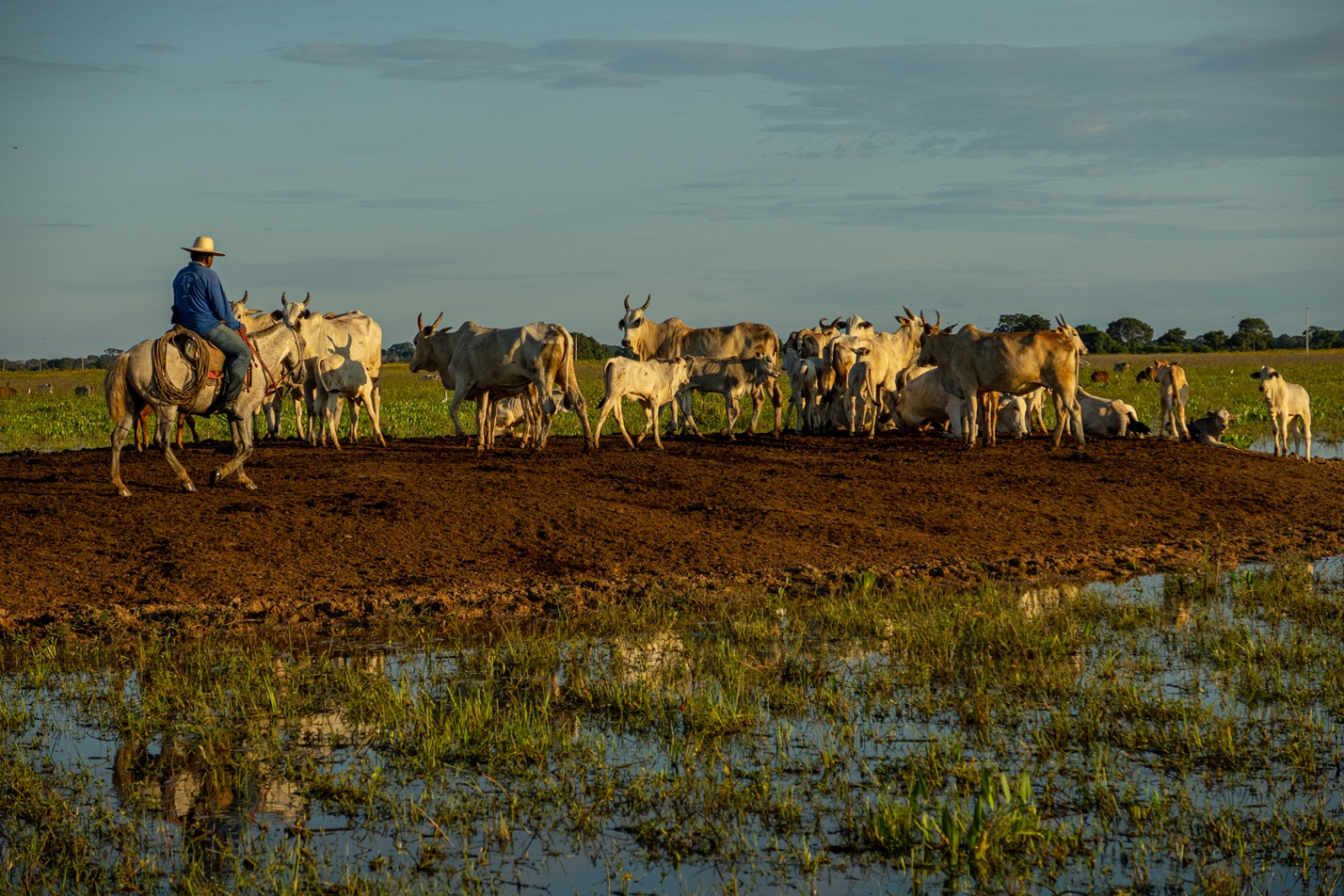 Fps_2-1024X683-1 pecuária pantanal Fazenda Pantaneira Sustentável foto: Assessoria Famato