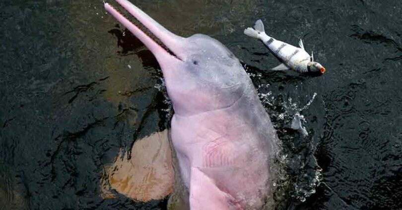 Aquecimento Dos Rios Amazônicos Leva A Mortalidade Em Massa De Botos-Cor-De-Rosa Em 2023 1 2025 word2