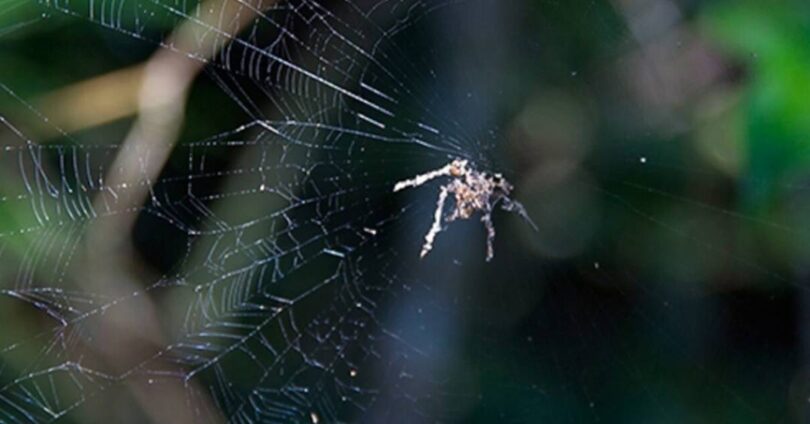 Aranhas Criam 'Espantalhos Gigantes' Para Se Proteger De Predadores: Entenda Como Funcionam 1 2025 word2