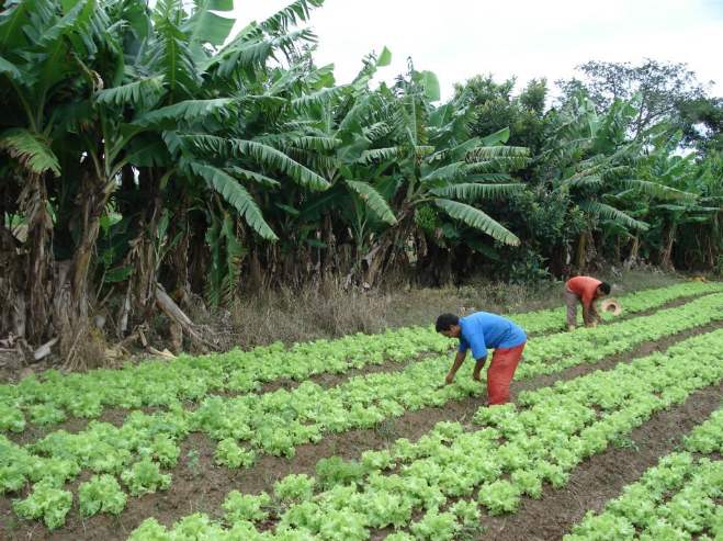 Agricultura Familiar: Cartilha Revela Sua Importância E Funcionalidades 1 2025 word3