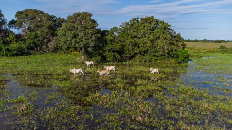 Famato Senar Planeja Investir R$16 Milhões Em Projeto De Pecuária Sustentável No Pantanal Até 2030 1 2025 word1
