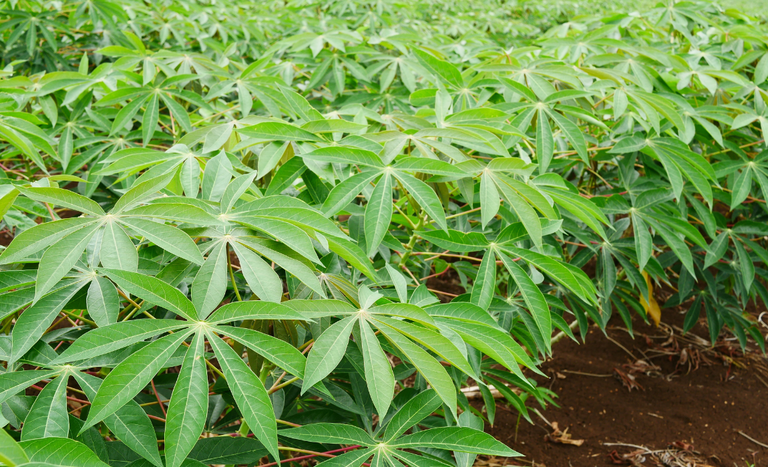 Portaria Atualiza Lista De Pragas Quarentenárias No Brasil: O Que Mudou? 1 2025 word2