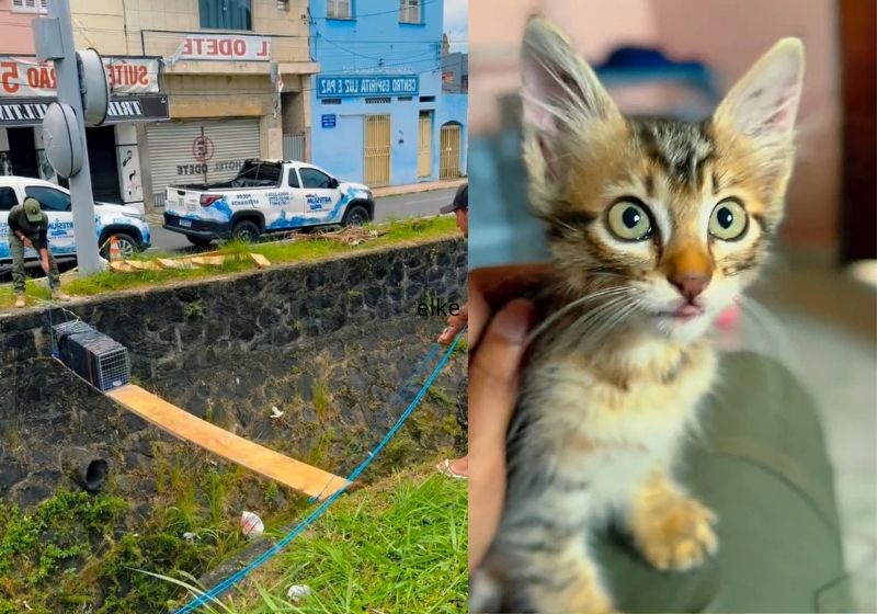 Resgate Emocionante: Gatinha Presa Por 7 Dias É Salva De Canal De Esgoto Em Vídeo 1 2025 word1