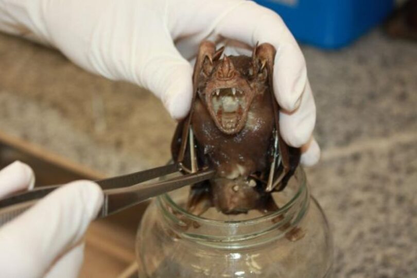 Aumento Dos Casos De Raiva Em Morcegos Em Campo Grande: Alerta Para A Saúde Pública 1 2025 word1